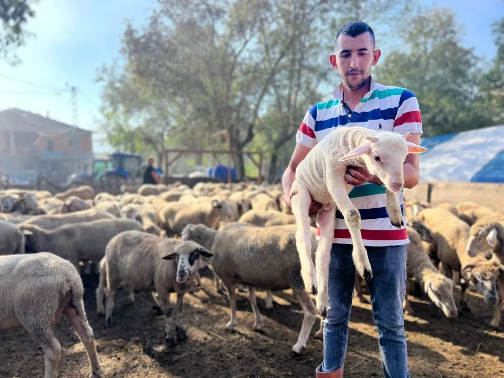 Büyükşehir’in koç desteğiyle 5.400 kuzu doğdu