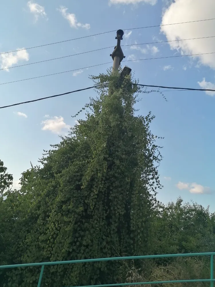 Sarmaşık kaplı elektrik direği temizlenmeli