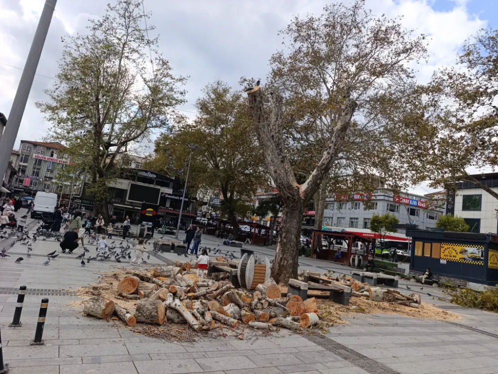 Anıtpark’ın yaşlı çınarı budandı