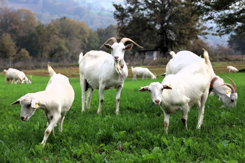 Burası Alpler değil, tarım kenti Kocaeli;   SÜT OTU DESTEĞİ MERALARI BEREKETE KAVUŞTURDU