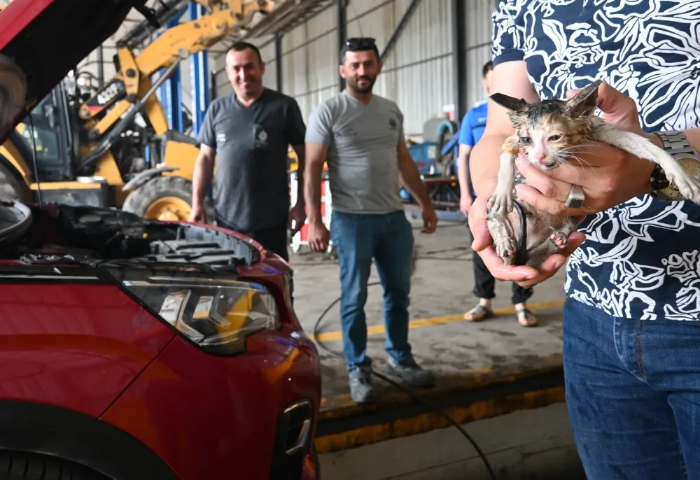 Başiskele Belediyesi Personeli Yavru Kediyi Kurtardı