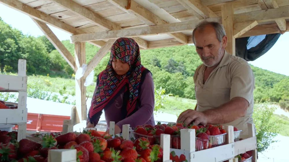 Kocaeli’nde çilek üreticisinin yüzü Büyükşehir ile gülüyor;  “ÇİLEKTE KALİTENİN ADRESİ AKÇAT KÖYÜ”