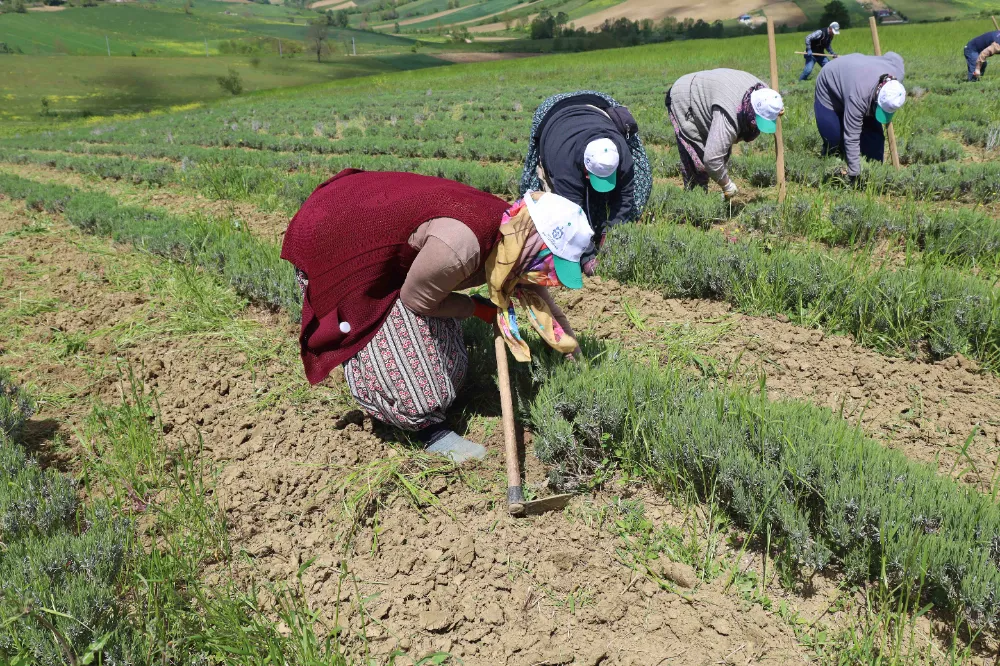 Tıbbi ve aromatik bitkilerin bahar temizliği yapılıyor