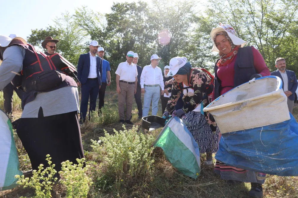 “Tıbbi ve Aromatik Bitki Yetiştiriciliği Projesi” meyvelerini veriyor;  KOCAELİ’DE KEKİK HASADI BAŞLADI