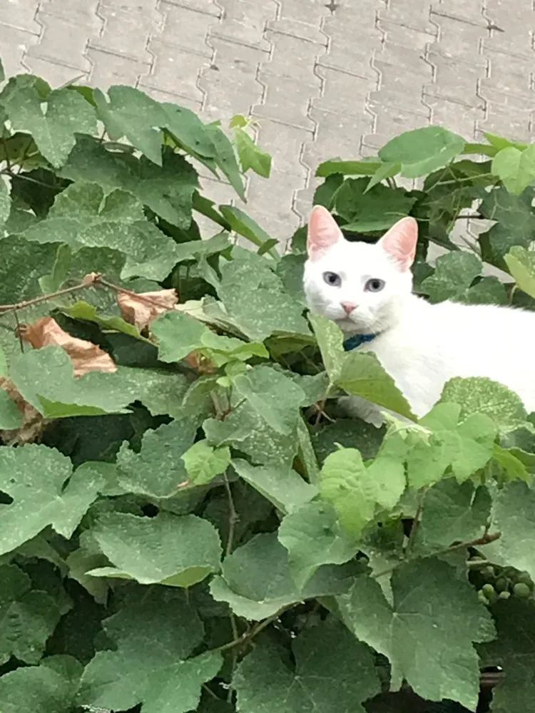 Boncuk isimli kedi her yerde aranıyor