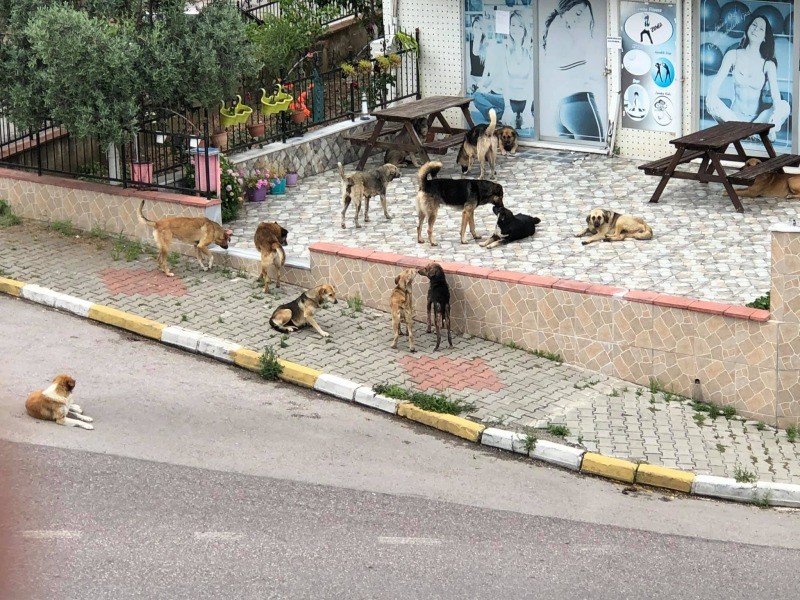 Değirmendere Topçular Mahallesi’nde sokak köpekleri MAHALLE SAKİNLERİ İÇİN TEHDİT OLUŞTURMAYA BAŞLADI