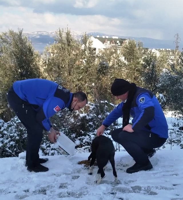 Karamürsel Belediyesi Zabıta ekiplerinden takdir toplayan davranış SOĞUK KIŞ GÜNLERİNDE SOKAK HAYVANLARINA UMUT OLDULAR