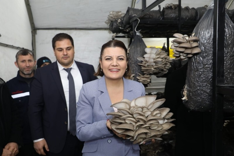 İZMİT BELEDİYESİ, İSTİRİDYE MANTARININ HASADINI YAPTI