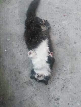 Kedinin ayaklarını kesen vahşiler İNSAN OLAMAZ