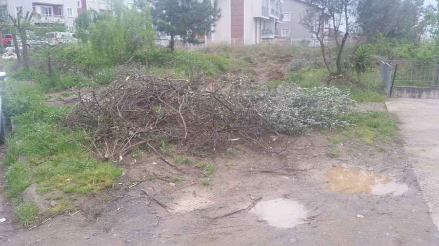 Kesilen ağaç dalları toplanmayı bekliyor