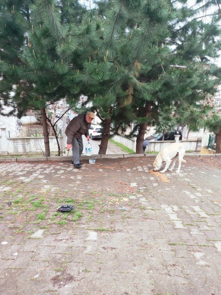 Gölcük’te Sokak hayvanları sahipsiz bırakılmıyor