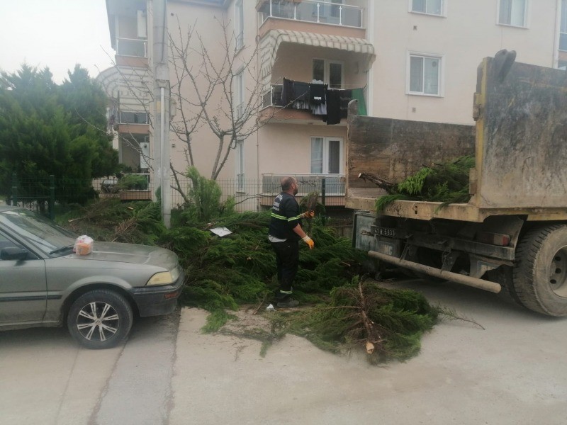 Budanan ağaç dalları temizlik İşleri tarafından toplandı