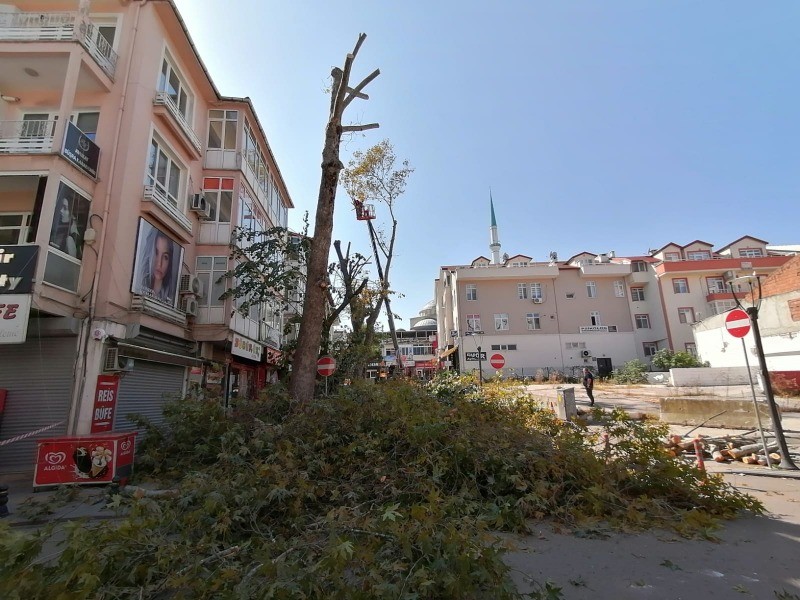 Turgut Sayın Caddesi ve 31. Sokak’ta bulunan çınar ağaçlarına derin budama yapıldı