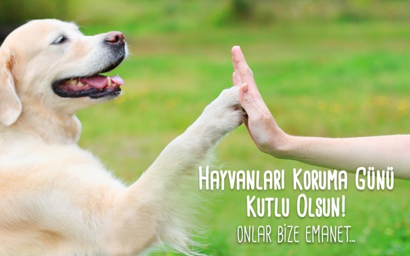 Yarın 4 Ekim Hayvanları Koruma Günü