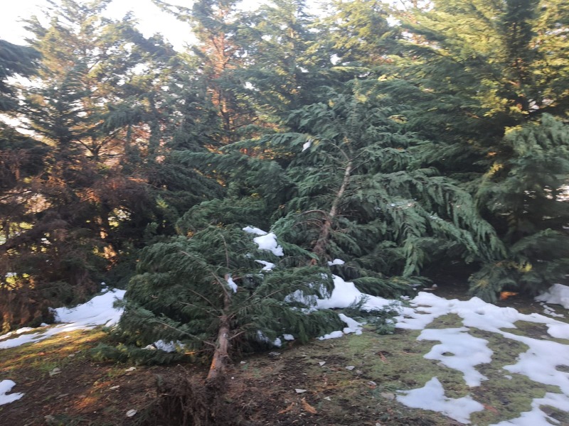 Kardan zarar gören ağaçlar budanıyor