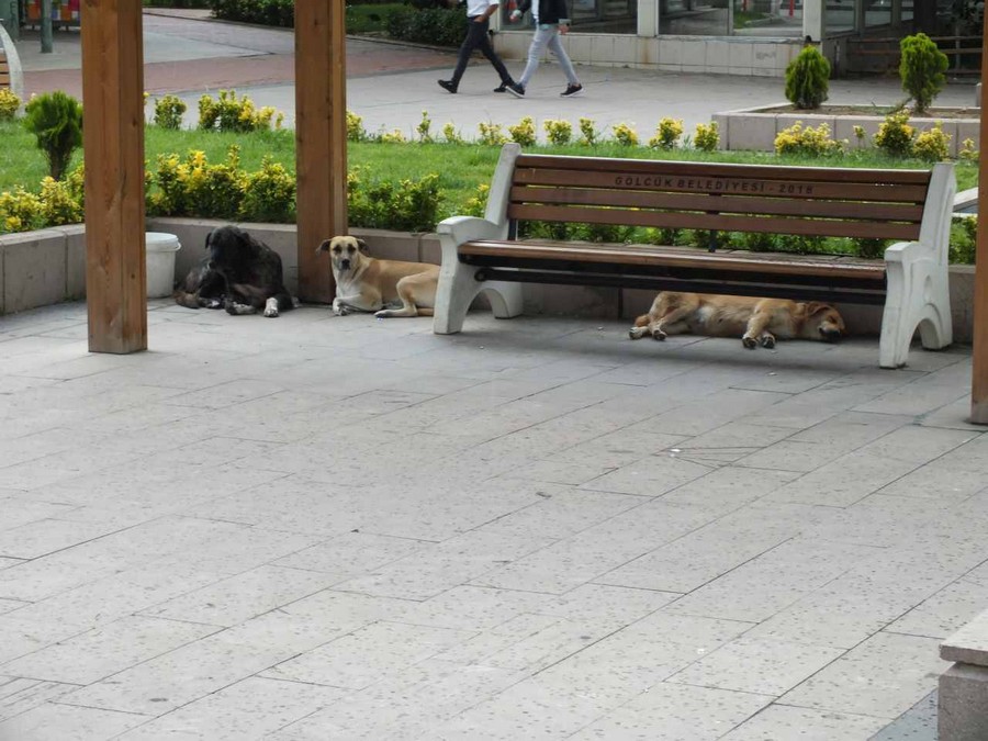 Cumhuriyet Parkı’nda bulunan başıboş köpekler tedirgin ediyor