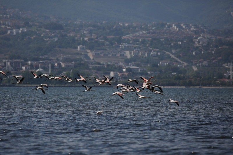 Körfezde flamingolardan görsel şölen