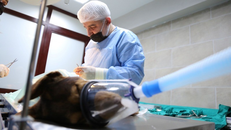 Yaralı köpek Büyükşehir’le hayata tutundu