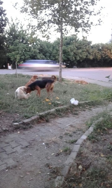 Kalıcı Konutlarda gezen köpekler korku salıyor