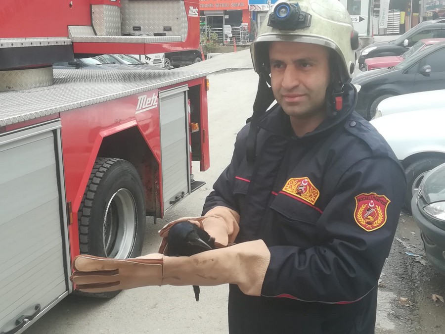 Ağaçta takılı kalan kargayı itfaiye ekipleri kurtardı