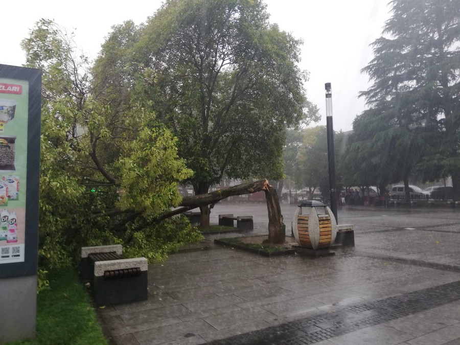 Anıtpark’ta ağaç devrildi