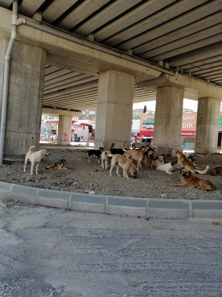 O bölgede bu kadar çok sokak köpeğinin ne işi var?