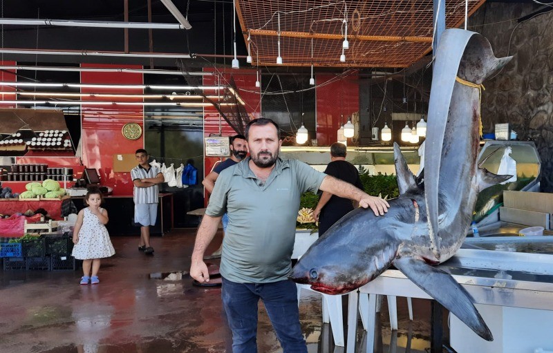 Kefken’de 350 kg ağırlığında 4 metre uzunluğunda Köpekbalığı yakaladılar GÖLCÜK’TE YOĞUN İLGİ GÖRÜYOR
