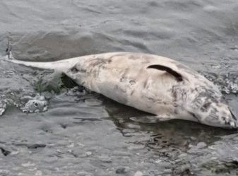 Gölcük Denizevler Sahili’nde ölü Yunus Balığı bulundu