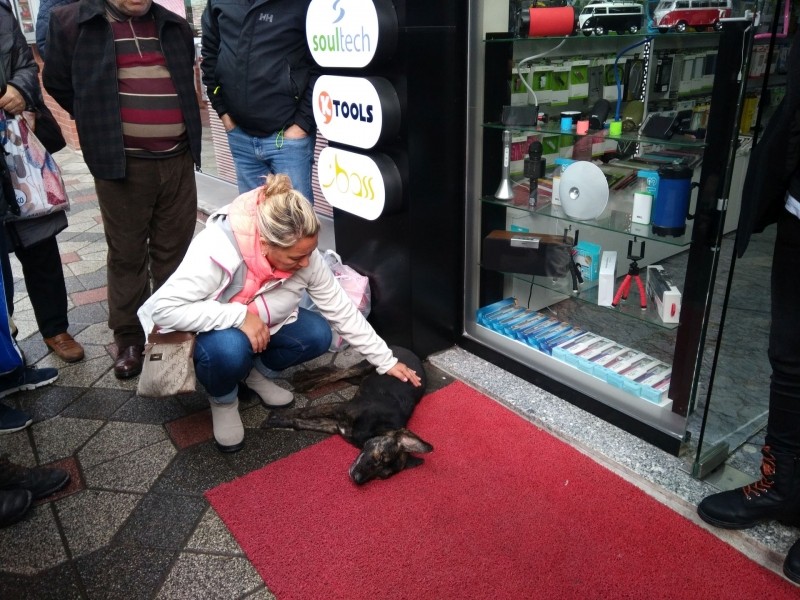 SOKAK KÖPEĞİNİ ZEHİRLEDİLER