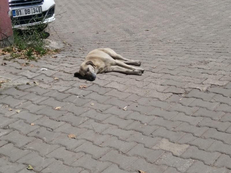 Sokak hayvanları sıcak havalarda çok zorlanıyor