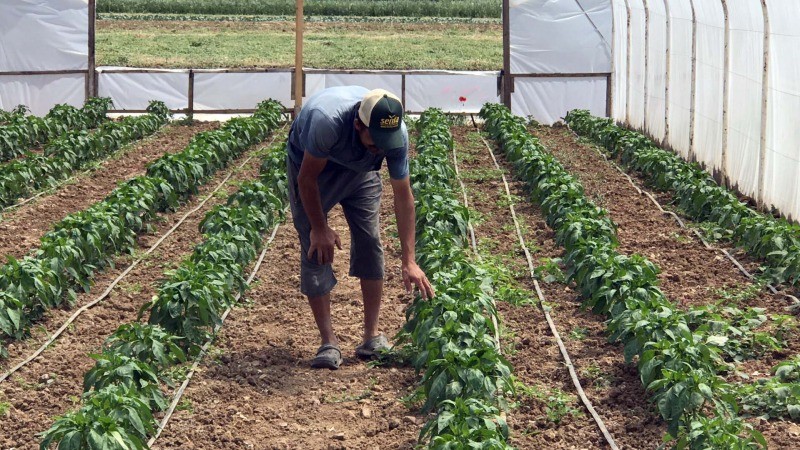 Büyükşehir,yüzde 50 hibe destekli seraları çiftçilere teslim ediyor