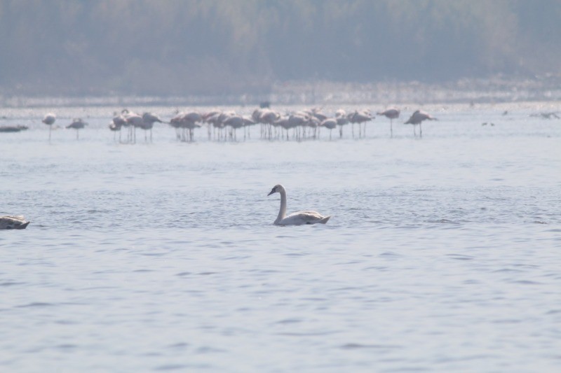 Flamingoların ardından kuğularda İzmit Körfezi’nde