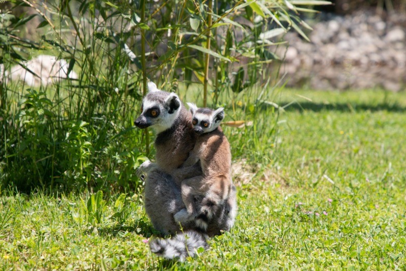 Yavru lemur, Ormanya ailesine katıldı
