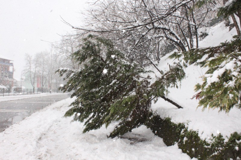 Gölcük’te kar yağışı ağaçları devirdi  VATANDAŞLAR KARIN KEYFİNİ ÇIKARDI