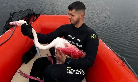 Kocaeli İtfaiyesi yaralı Flamingoyu kurtardı