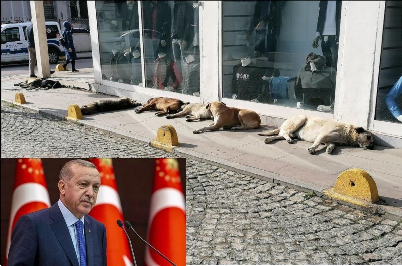 Cumhurbaşkanı Erdoğan Sokak hayvanları konusunda Belediye Başkanlarına seslendi ‘BARINAKLAR KURUN’
