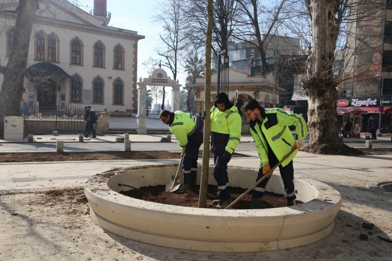 Asırlık çınarlara yenileri ekleniyor