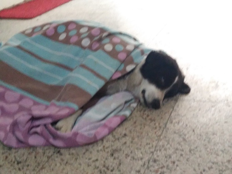 Hasta köpeğin imdadına Başkan Sezer koştu İNSANLIK BÖYLE BİR ŞEY