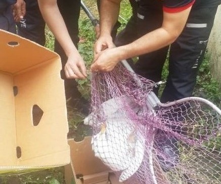Gölcük’te yaralı martı binanın çatısından kurtarıldı
