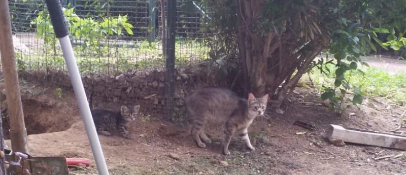 Yağmur suyu giderine giren yavru kedi İTFAİYE EKİPLERİNİ SEFERBER ETTİ